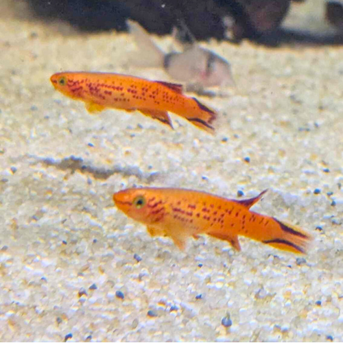 Golden Lyretail Killifish Australe Pair