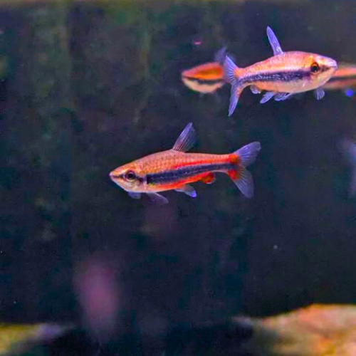Golden Pencilfish