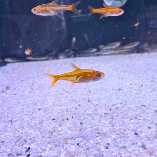 Ember Tetra