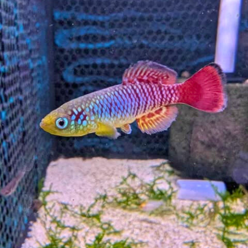 Redtail Notho Killifish