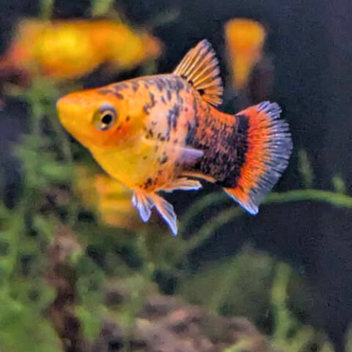 Spotted / Calico Platy