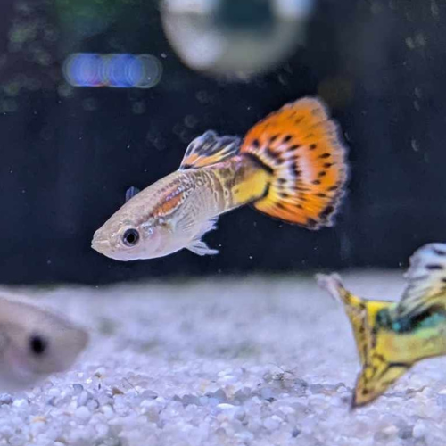 Snakeskin Guppy