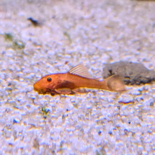 Super Red Ancistrus Bristlenose Catfish