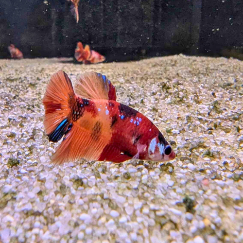 Female Koi Betta