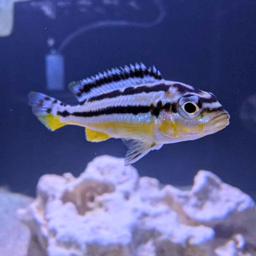 Golden Mbuna