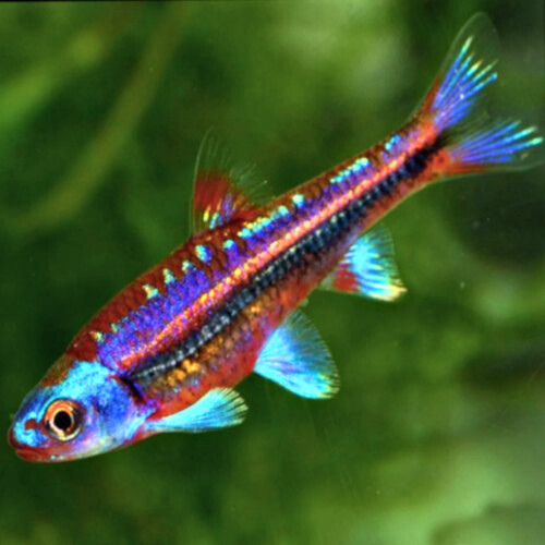 Rainbow Shiner