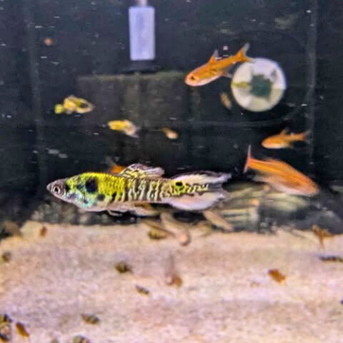 Wingei Tiger Endler Male