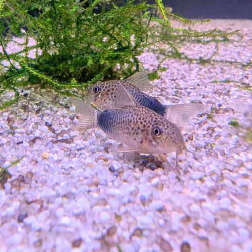 Violet Corydoras (Similis)