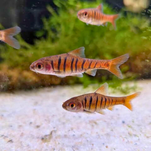 African Banded Barb Fish | Unique Schooling Tropical Fish UK – Snuffle ...