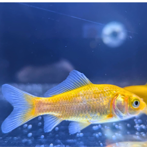 Lemon Goldfish