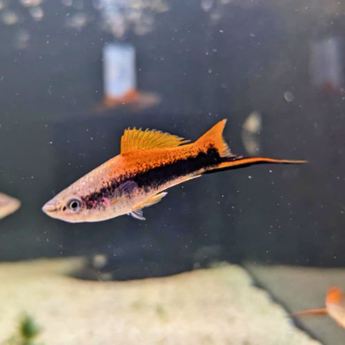 Tuxedo Swordtail