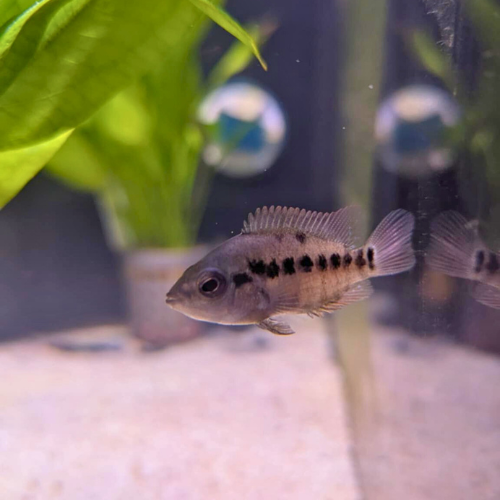 Red Terror Cichlid