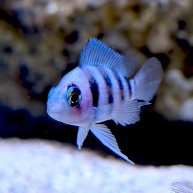 Frontosa Cichlid