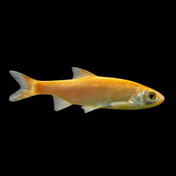 Golden Orfe
