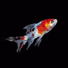 Shubunkin Goldfish