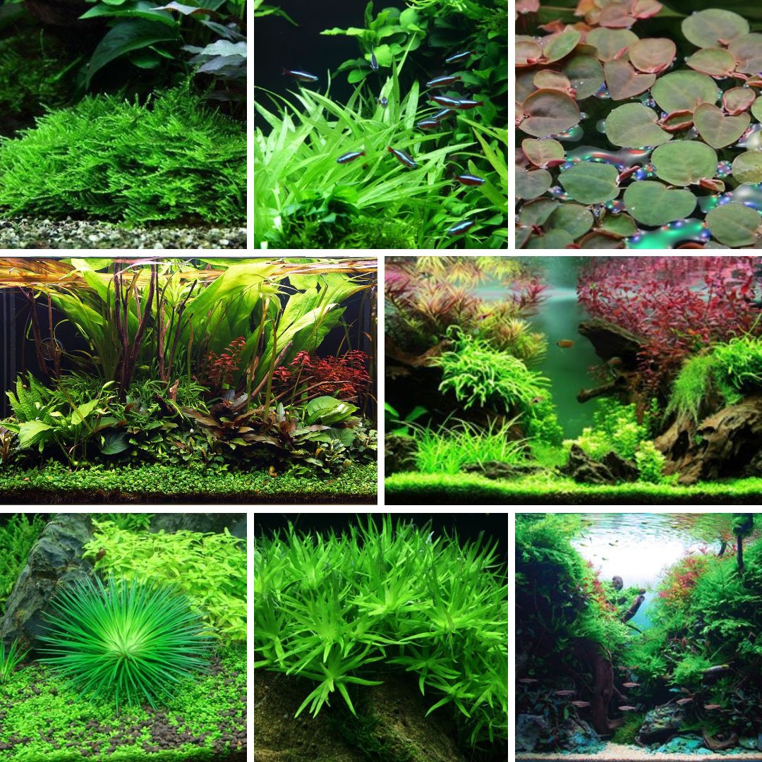 best house plants for aquarium The Best Aquarium Plants Pack – Snuffle and Swim