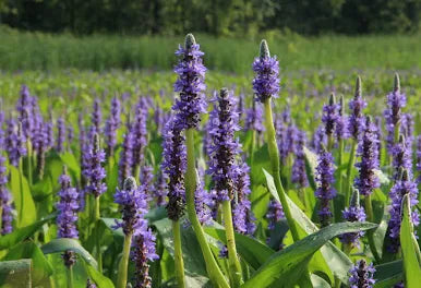 Pontederia cordata - (Pickerelweed) 1ltr