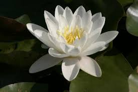 Nymphaea - (Water Lily) - Alba 3 ltr