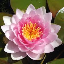 Nymphaea - (Water Lily) - Darwin (Hollandia) 3 ltr
