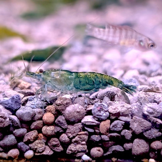 Green Jade Shrimp