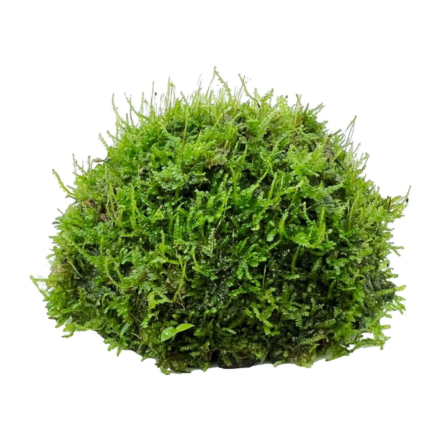 Java Moss on Half Coconut