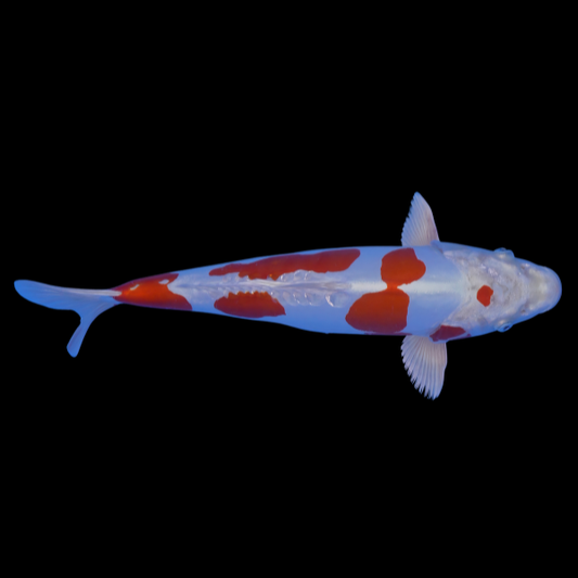 Usaki Koi
