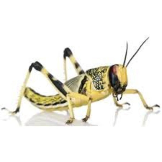 Reptile Live Food: Large Locust Pre-Pack