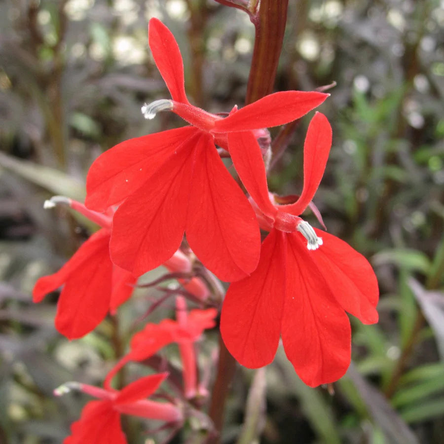 Lobelia fulgens ‘Queen Victoria’ - (Red leaved lobelia) 1ltr