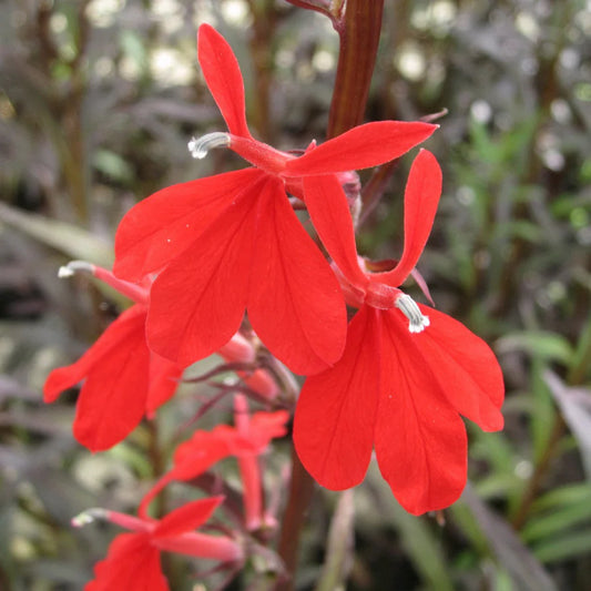 Lobelia fulgens ‘Queen Victoria’ - (Red leaved lobelia) 1ltr