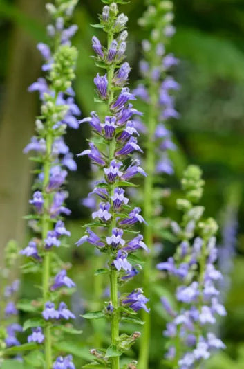 Lobelia Siphilitica - (Blue lobelia) 1 ltr