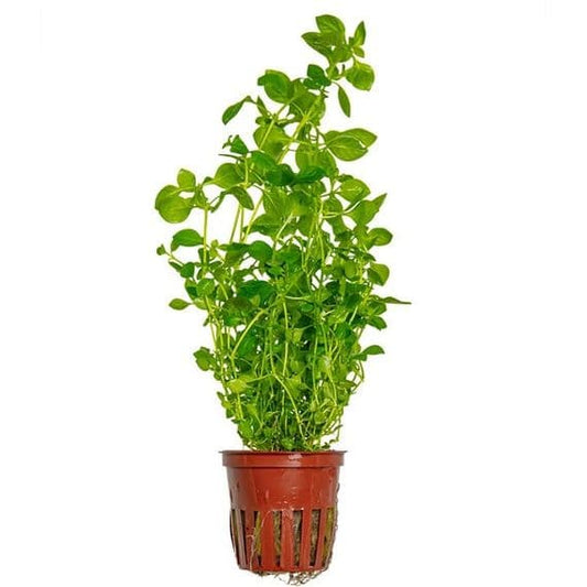 Ludwigia Palustris Green 5cm