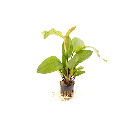 Echniodorus Ipica 5cm Pot