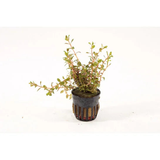 Rotala Colorata 5cm pot