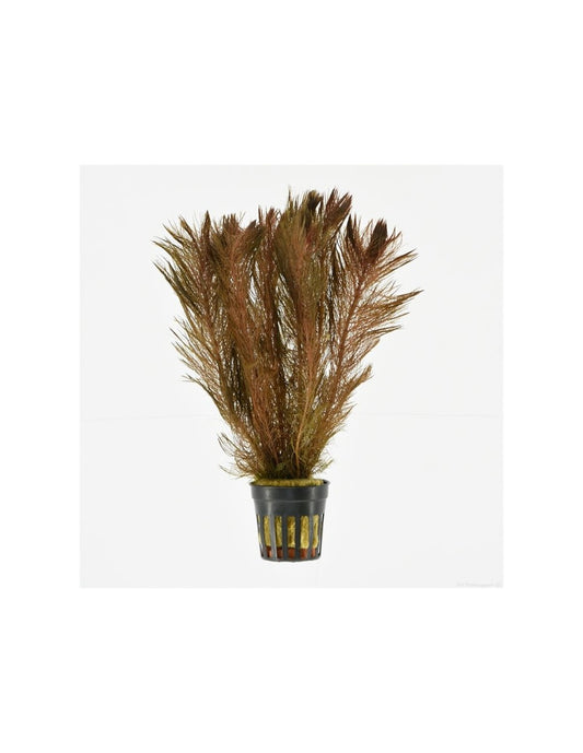 Myriophyllum Tuberculatum 5cm Pot