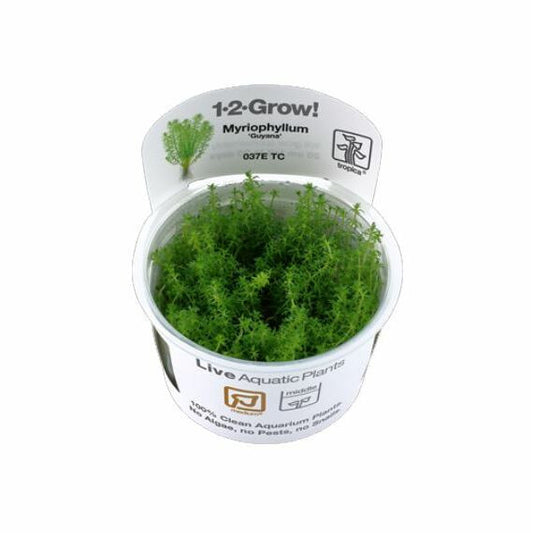 Limnophila Sessiliflora - Tropica 1-2 Grow