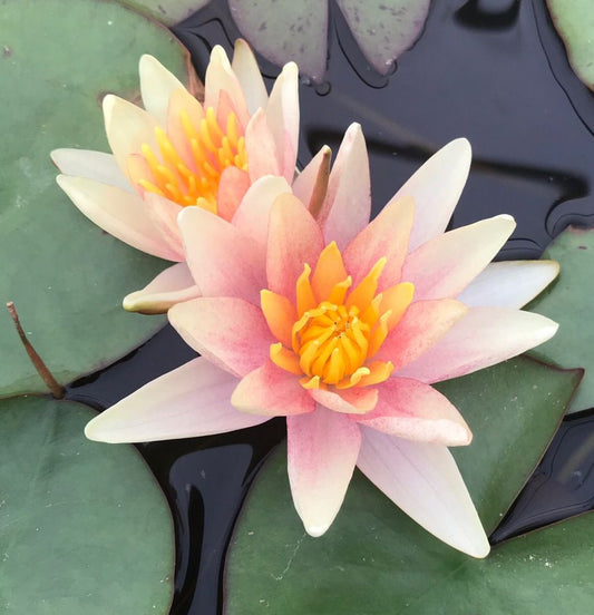 Nymphaea - (Water Lily) - Paul Hariot 3 ltr