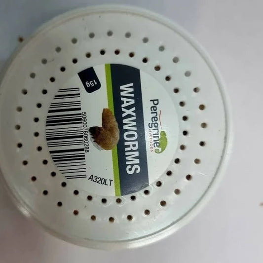 Reptile Live Food: Peregrine Livefoods - Waxworms 15g