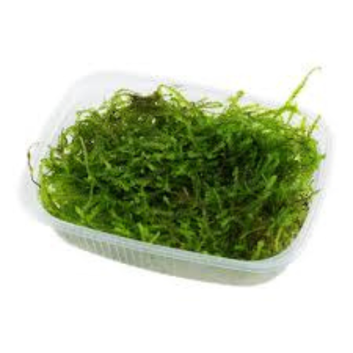 Java Moss
