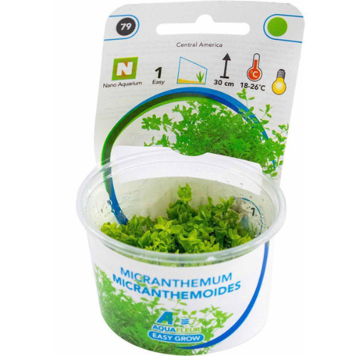 Micranthemum Micranthemoides - Easy Grow