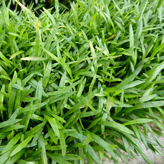 Lilaeopsis brasiliensis - (Brasilian micro sword) 1ltr