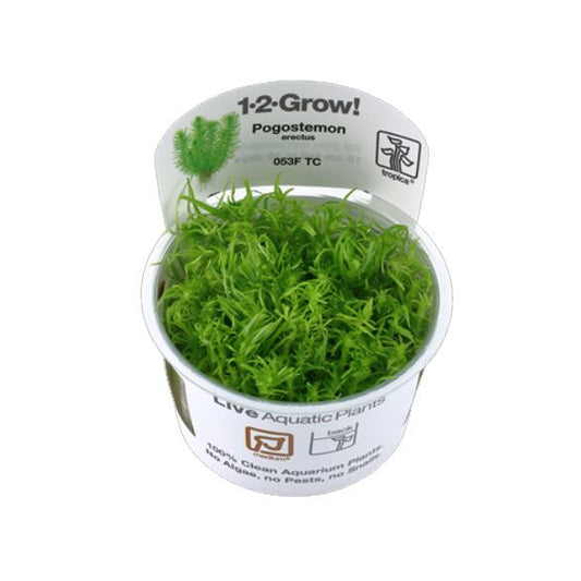 Pogostemon Erectus Tropica 1-2 Grow