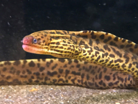 Freshwater Moray Eel 20-25cm