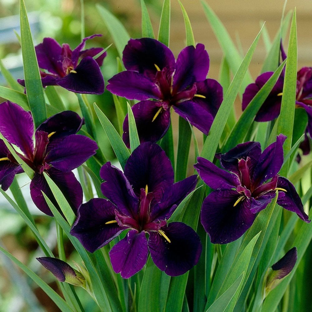 Iris Louisiana 'Black Gamecock' 1ltr