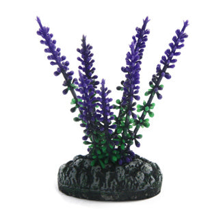 Betta Choice 9cm Purple Aloe Plant