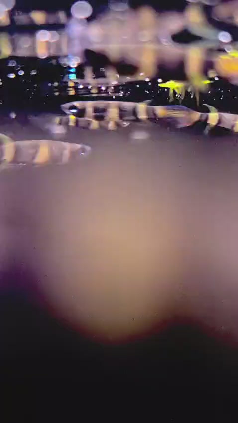 Clown Killifish