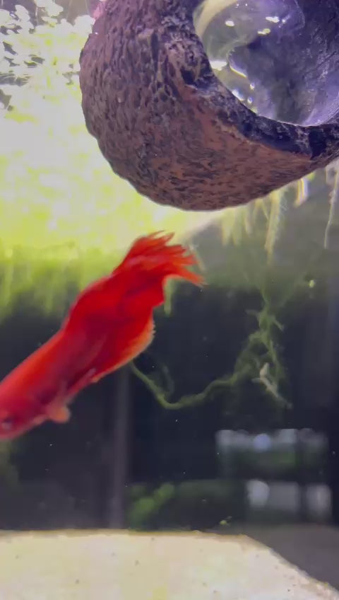 Pongo - Male Betta