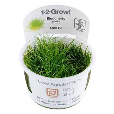 Dwarf Hairgrass - Eleocharis Pusilla 'Mini' - Tropica 1-2 Grow