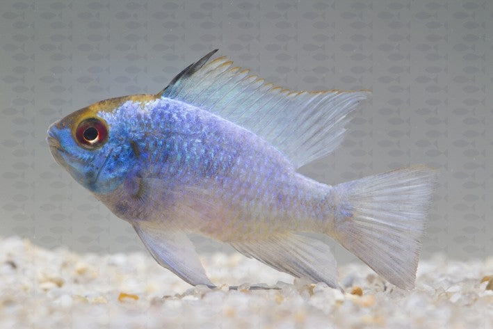 Electric Blue Ram