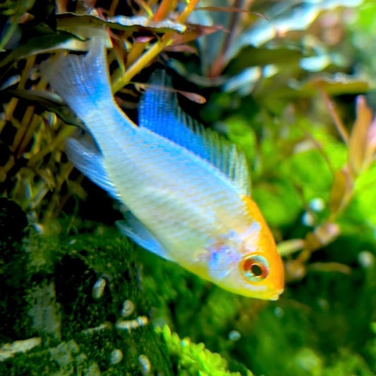 Blue Red Head Ram