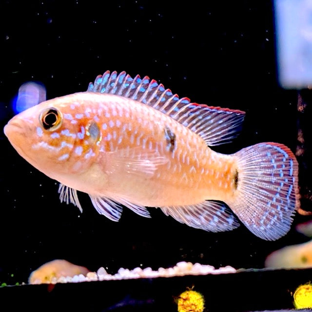 Red Jewel Cichlid
